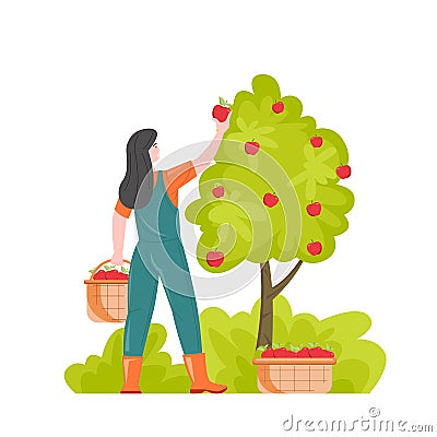 Female gardener picking apples putting in baskets Vector Illustration