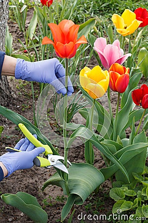 Female gardener with pruner shears a tulip flower Stock Photo