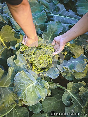 Female gardener research and checking quality fresh broccoli leaf in organic farm. Asian farmer control on broccoli field. Organic Stock Photo
