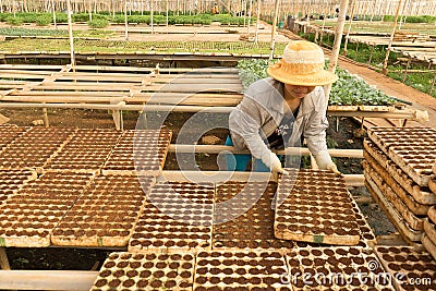 Female gardener working in garden Editorial Stock Photo