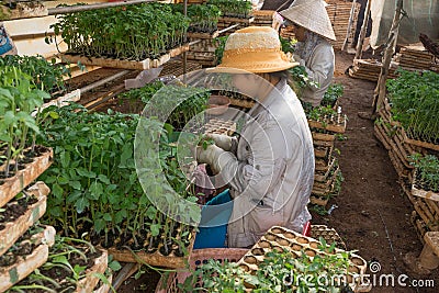 Female gardener working in garden Editorial Stock Photo