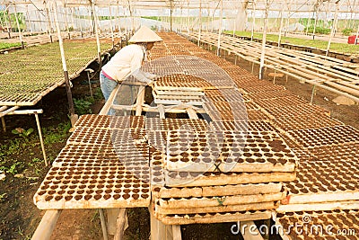 Female gardener working in garden Editorial Stock Photo