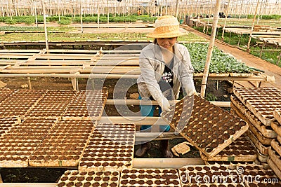 Female gardener working in garden Editorial Stock Photo