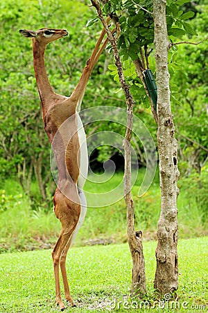 Female Gazelle Eating Stock Photo