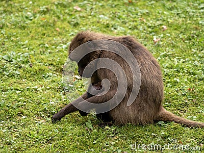 one Female Gelada, Theropithecus gelada, carefully pulls out bunches of grass to keep from getting fed Stock Photo