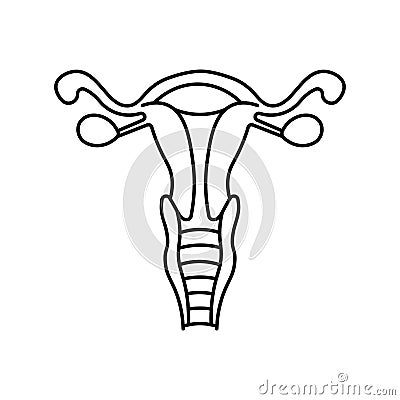 Female genitalia, anatomy flat line icon. Human female genitalia Vector Illustration
