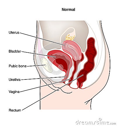 Female genitourinary Vector Illustration