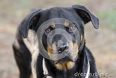 German Rottweiler dog Stock Photo