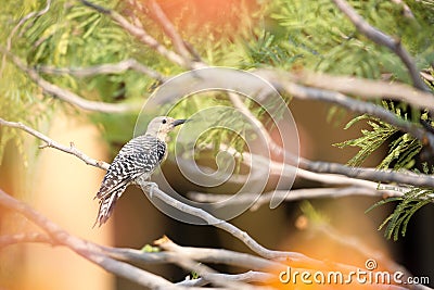 Female Gila Woodpecker perches on mesquite tree branch Stock Photo