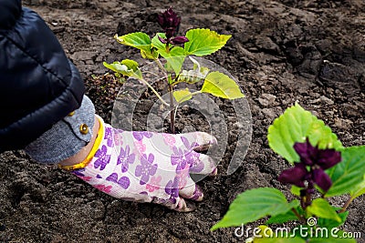 Female gloved hand transplants seedlings to the ground Stock Photo