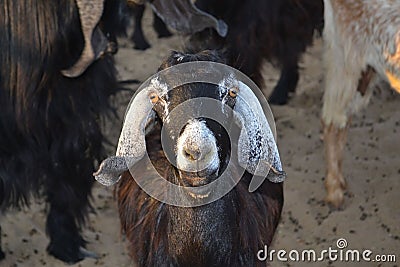 Female goat face Stock Photo