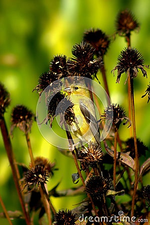 Female Golden Finch Among The Thistle Stock Photo