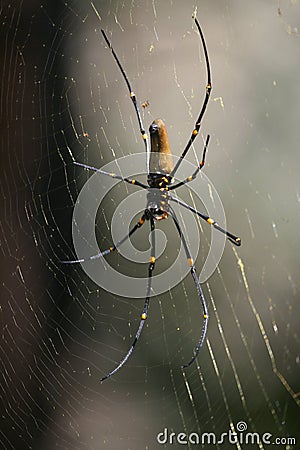 Female giant golden silk orb-weaver spider Nephila pilipes on web showing underside Stock Photo