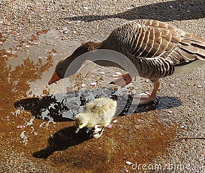 Female goose with her cute gosling in puddle with small peddles in background. Stock Photo