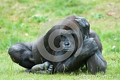 Female gorilla Stock Photo