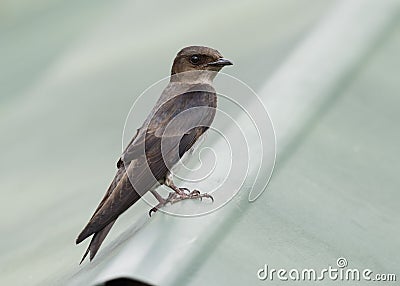 Female Gray-breasted Martin - Panama Stock Photo