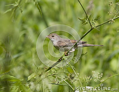 Female gray warbler sitting on a branch. Stock Photo