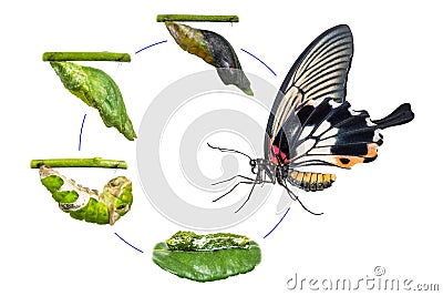 Female Great Mormon Papilio memnon butterfly life cycle Stock Photo