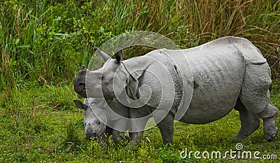 The female Great one-horned rhinoceroses and her calf. Stock Photo