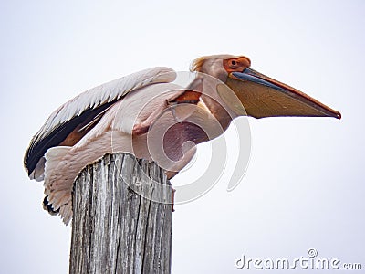 Female Great White Pelican Scratching on Pylon Stock Photo