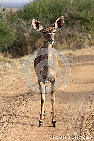 Female greater kudu standing in the road Stock Photo