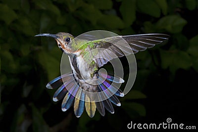 Female Green-Breasted Mango Hummingbird Stock Photo