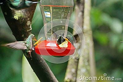 Female Green-crowned Brilliant hummingbirds in flight Stock Photo