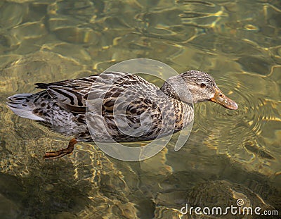 A female green-headed duck swims in the light green transparent water of a pond. Stock Photo