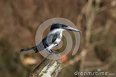 Female green kingfisher Chloroceryle americana perched on a tree Stock Photo