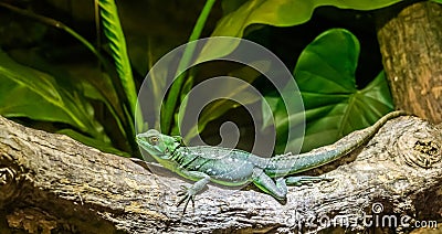 Female green plumed basilisk on a tree branch in closeup, helmeted lizard, tropical reptile pet from America Stock Photo