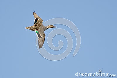 Female Green-Winged Teal Stock Photo