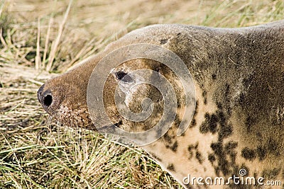 Female grey seal head shot Stock Photo