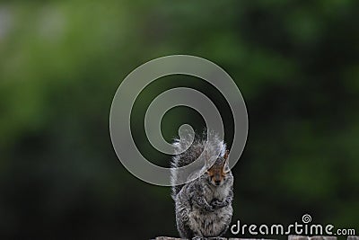 mother squirrel looking for scraps in the trash can Stock Photo