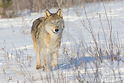 Female grey wolf Stock Photo