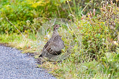 A female grouse at Paradise in Mt. Rainier National Park Stock Photo