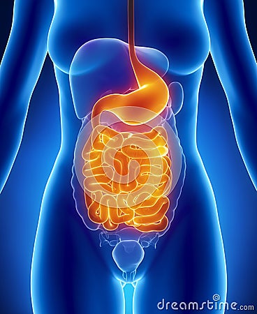 Female GUTS and STOMACH anatomy anterior Stock Photo