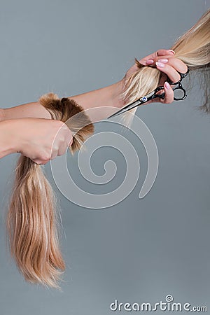 Emale hairdresser hold in hand between fingers lock of blonde hair, comb and scissors closeup. Image of hairdresser trimming ends Stock Photo