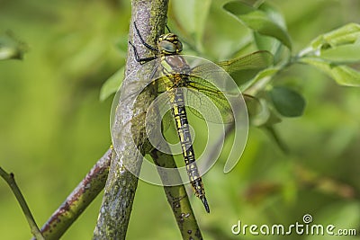 Female Hairy Dragonfly Stock Photo