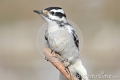 Female Hairy Woodpecker Picoides villosus Stock Photo