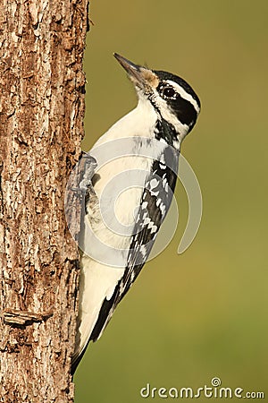 Female Hairy Woodpecker (Picoides villosus) Stock Photo