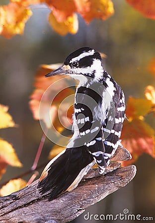 A female Hairy Woodpecker poses on a fall day Stock Photo