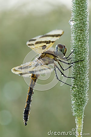 Female Halloween pennant dragonfly Stock Photo