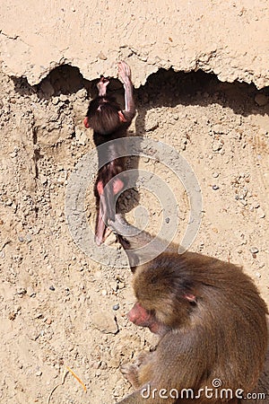 Female hamadryas baboon and baby