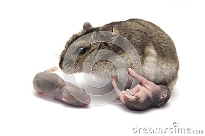 Female hamster with his new baby born hamsters Stock Photo
