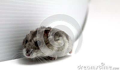 Female hamster on a white background Stock Photo