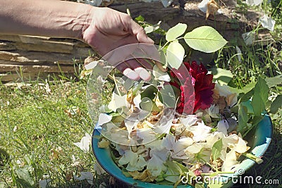 Hand With Roses Petals Stock Photo