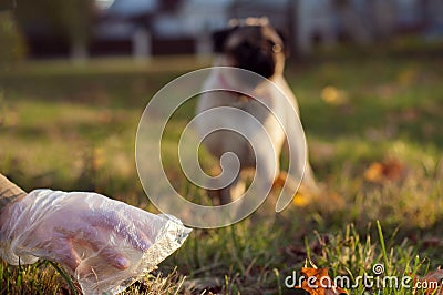 Female hand with dog shit in bag. Picking up dog poop Stock Photo