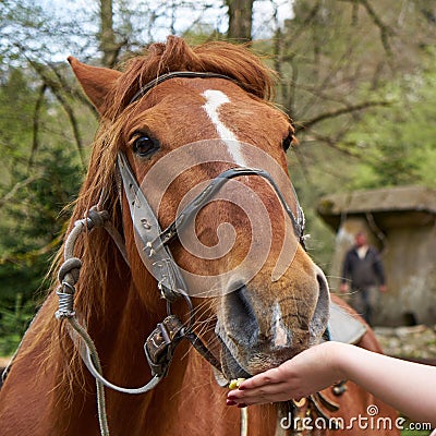Female hand feeds a horse. Stock Photo