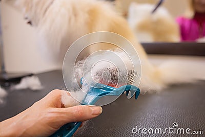 Female hand with furminator combing German spitz pomeranian dog fur, closeup. A pile of wool, hair and grooming tool in Stock Photo