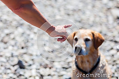 Female hand gives command to a dog Stock Photo